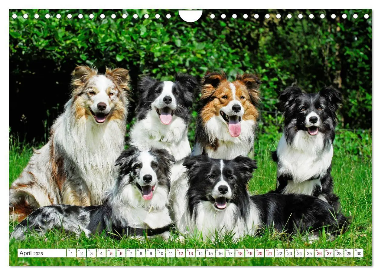 Bild: 9783457157749 | Border Collie - Das Universalgenie unter den Hunden (Wandkalender...