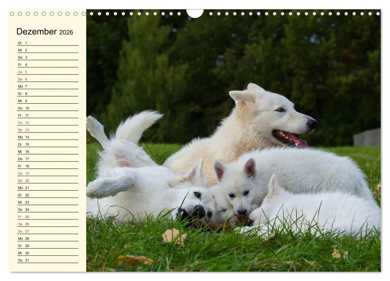 Bild: 9783516007749 | Weißer Schweizer Schäferhund - Ein Tag im Leben einer Hundefamilie...