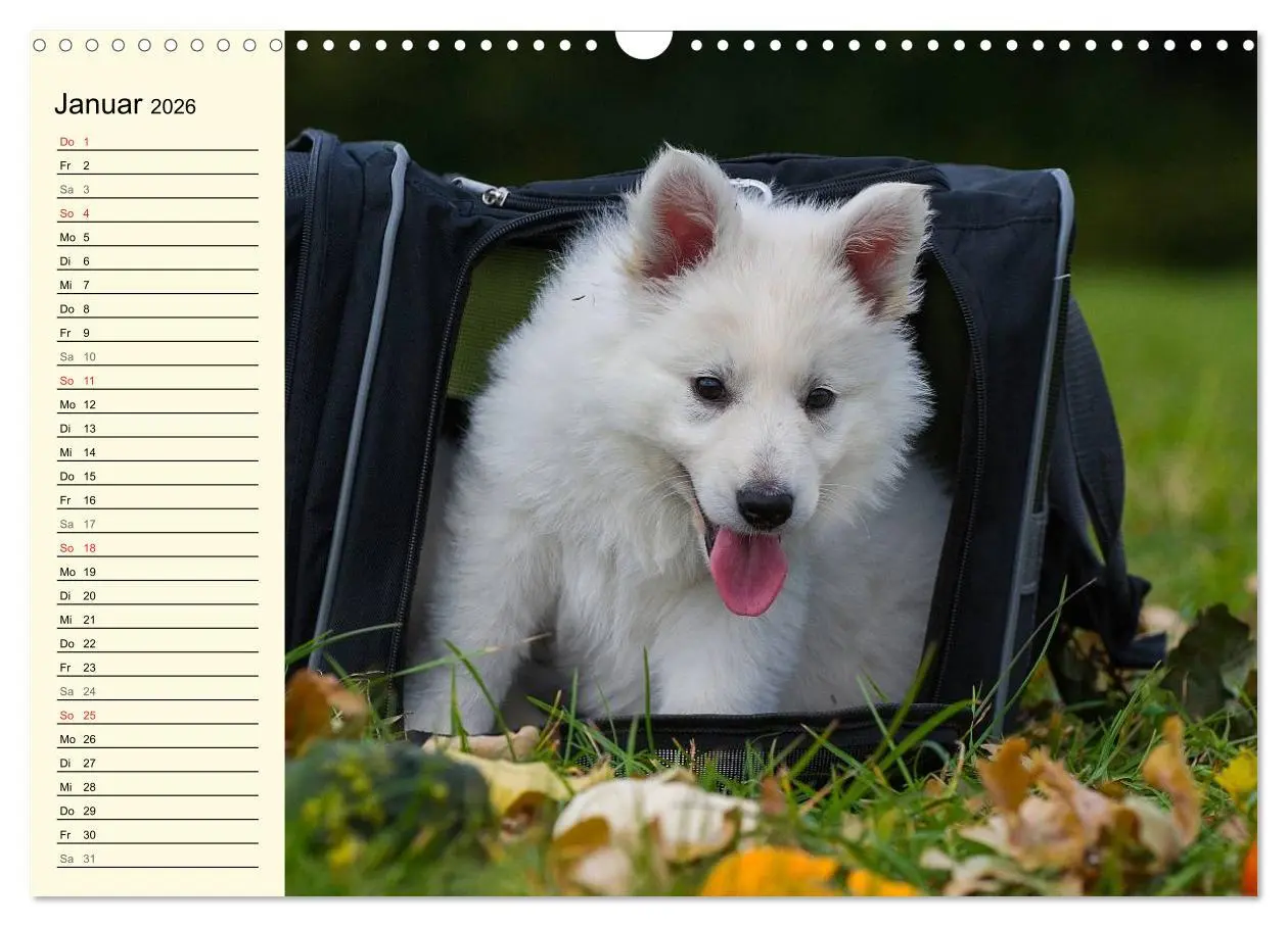Bild: 9783516007749 | Weißer Schweizer Schäferhund - Ein Tag im Leben einer Hundefamilie...