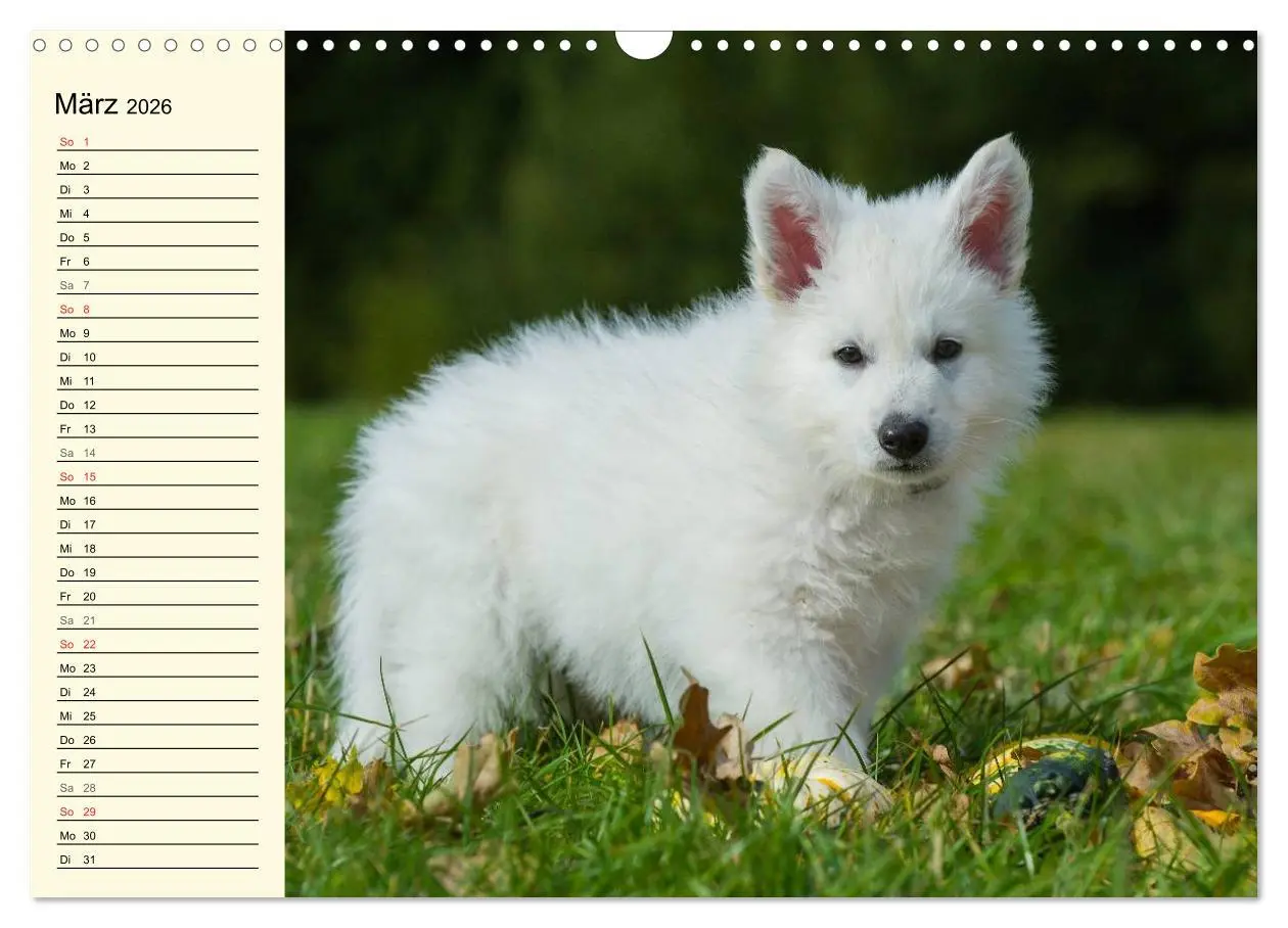Bild: 9783516007749 | Weißer Schweizer Schäferhund - Ein Tag im Leben einer Hundefamilie...