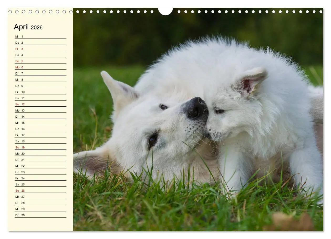 Bild: 9783516007749 | Weißer Schweizer Schäferhund - Ein Tag im Leben einer Hundefamilie...
