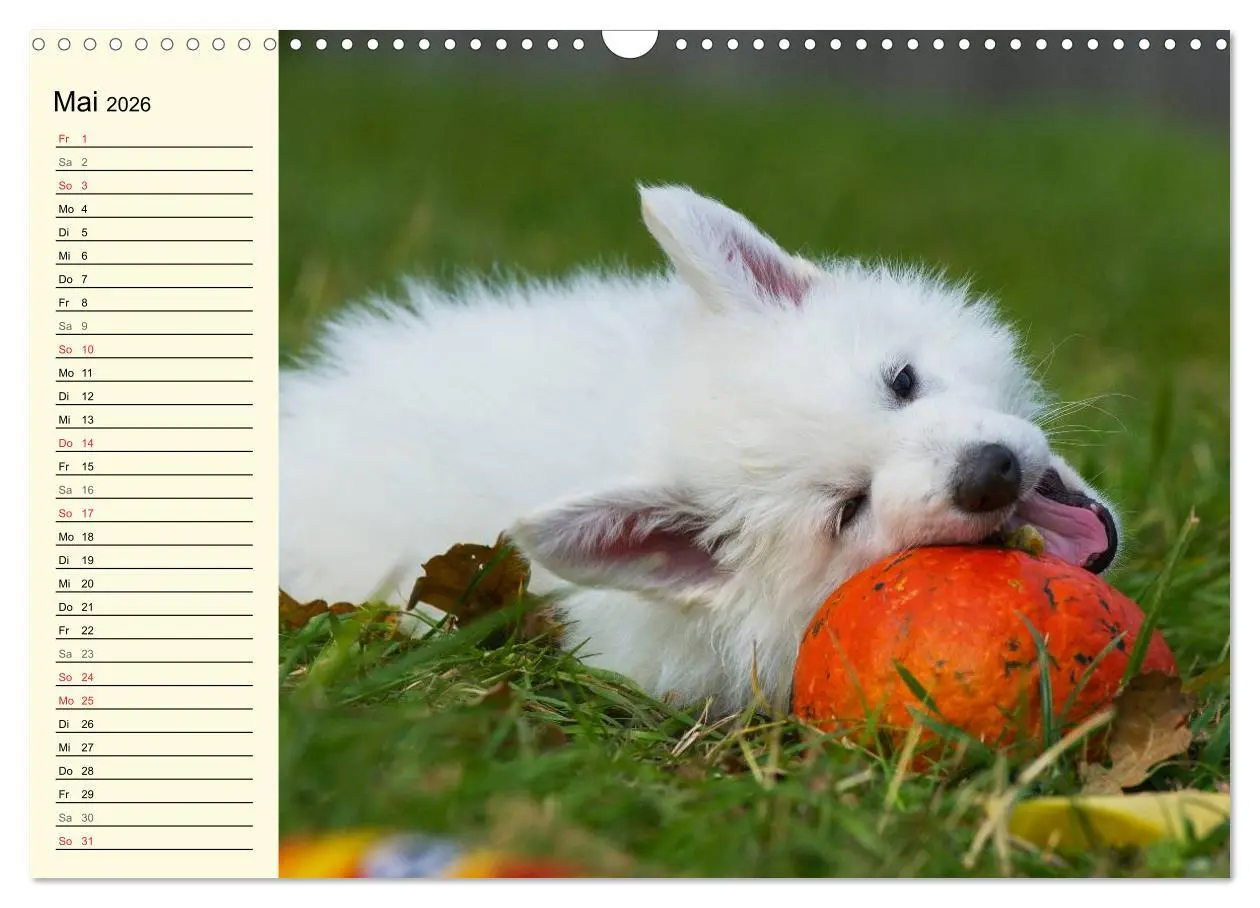 Bild: 9783516007749 | Weißer Schweizer Schäferhund - Ein Tag im Leben einer Hundefamilie...