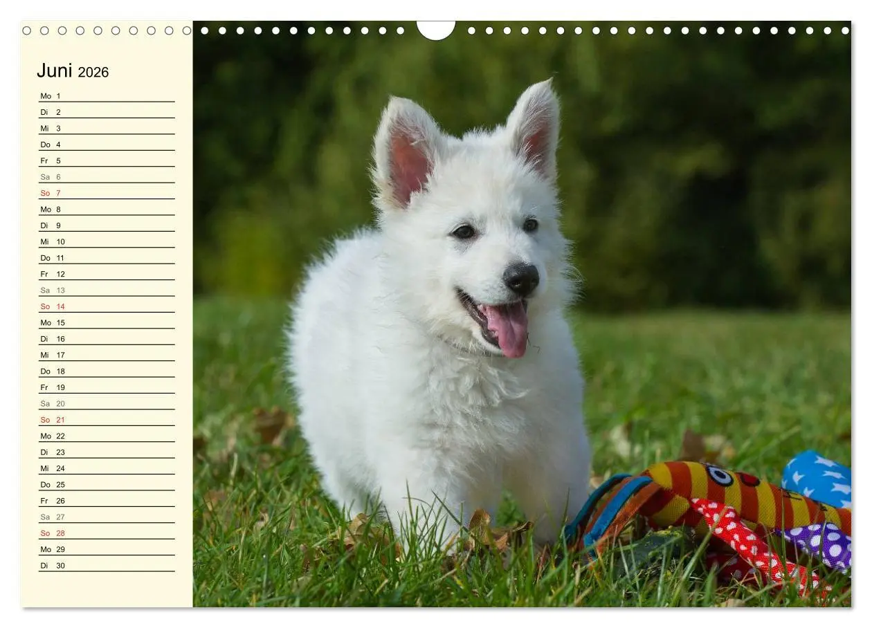 Bild: 9783516007749 | Weißer Schweizer Schäferhund - Ein Tag im Leben einer Hundefamilie...