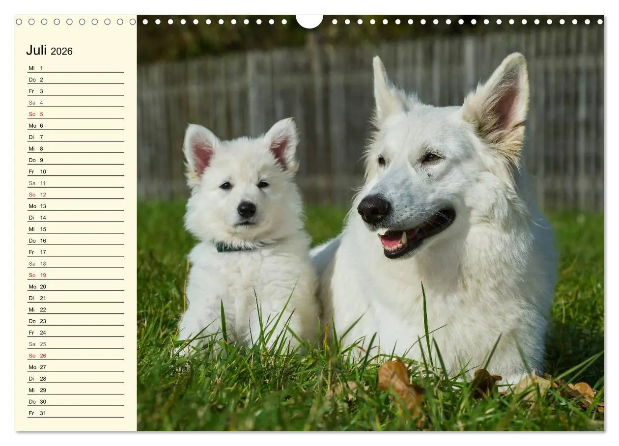 Bild: 9783516007749 | Weißer Schweizer Schäferhund - Ein Tag im Leben einer Hundefamilie...