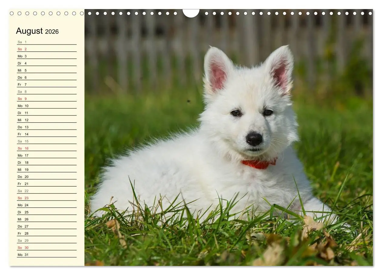 Bild: 9783516007749 | Weißer Schweizer Schäferhund - Ein Tag im Leben einer Hundefamilie...
