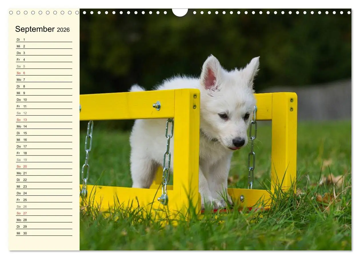 Bild: 9783516007749 | Weißer Schweizer Schäferhund - Ein Tag im Leben einer Hundefamilie...