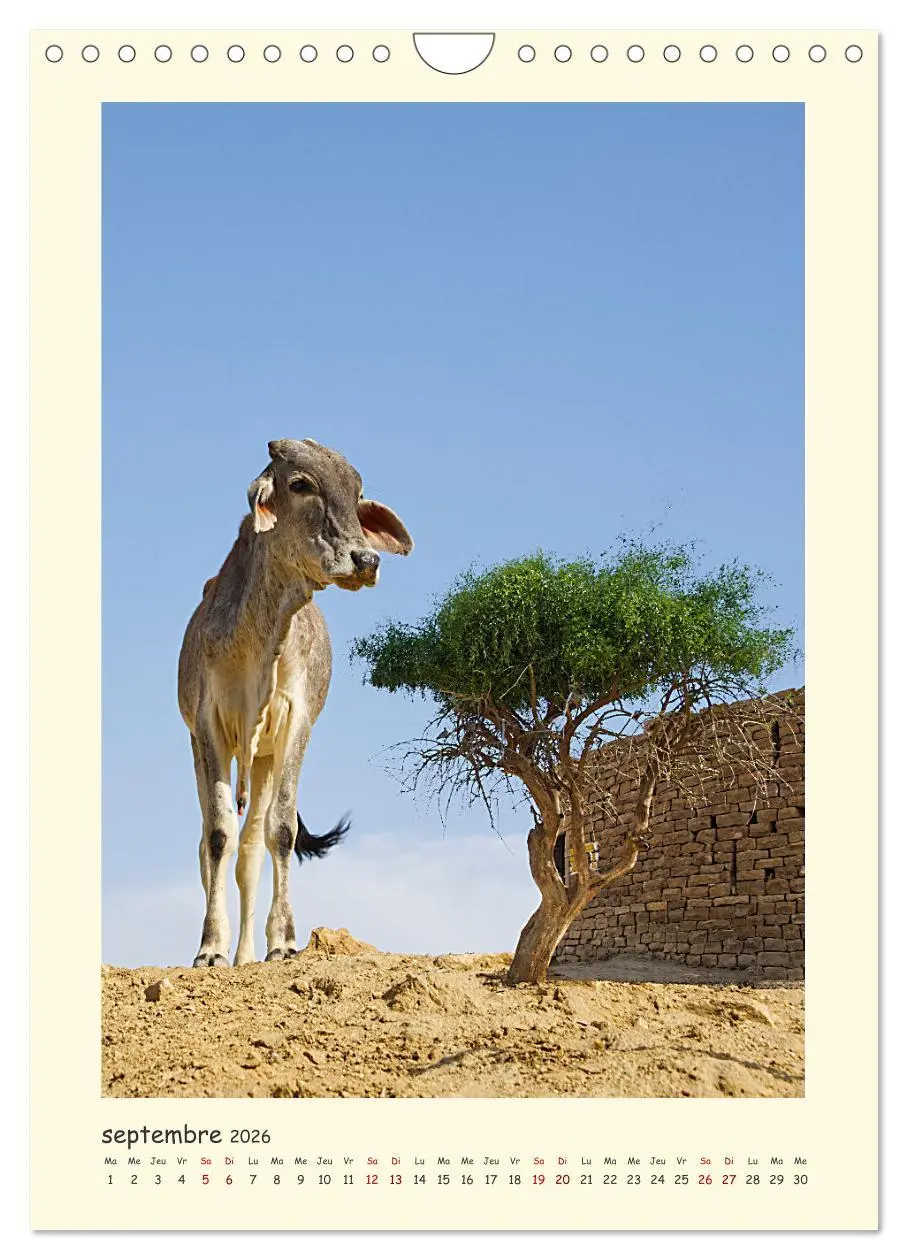 Bild: 9783516547849 | INDE pays aux couleurs éblouissantes (Calendrier mural 2026 DIN A4...