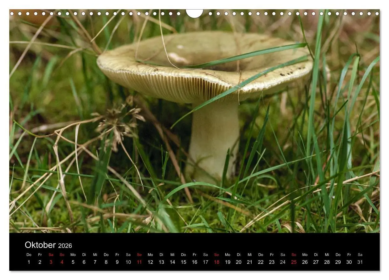 Bild: 9783516087949 | Pilze in Wald und Flur (Wandkalender 2026 DIN A3 quer), CALVENDO...