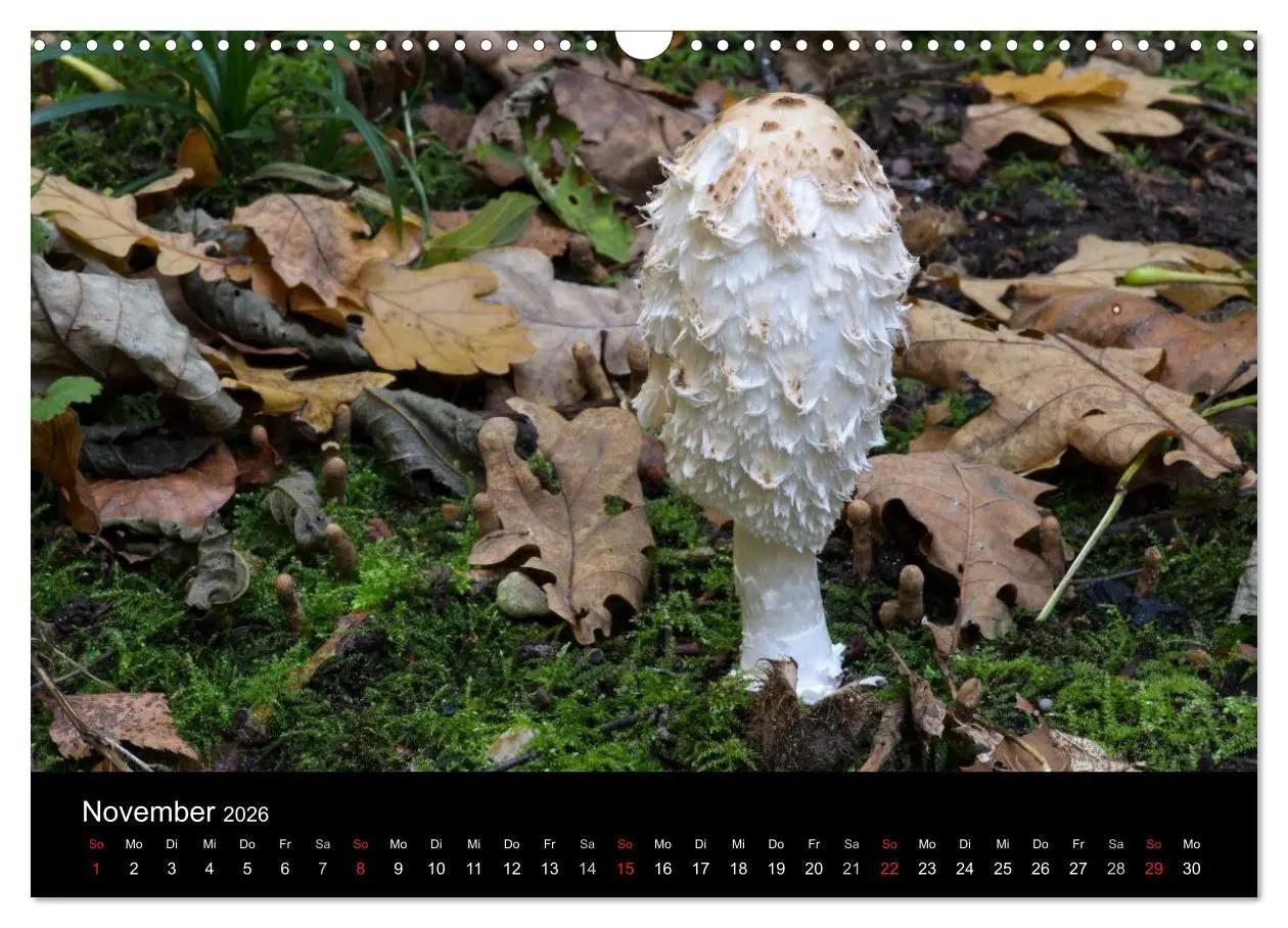 Bild: 9783516087949 | Pilze in Wald und Flur (Wandkalender 2026 DIN A3 quer), CALVENDO...