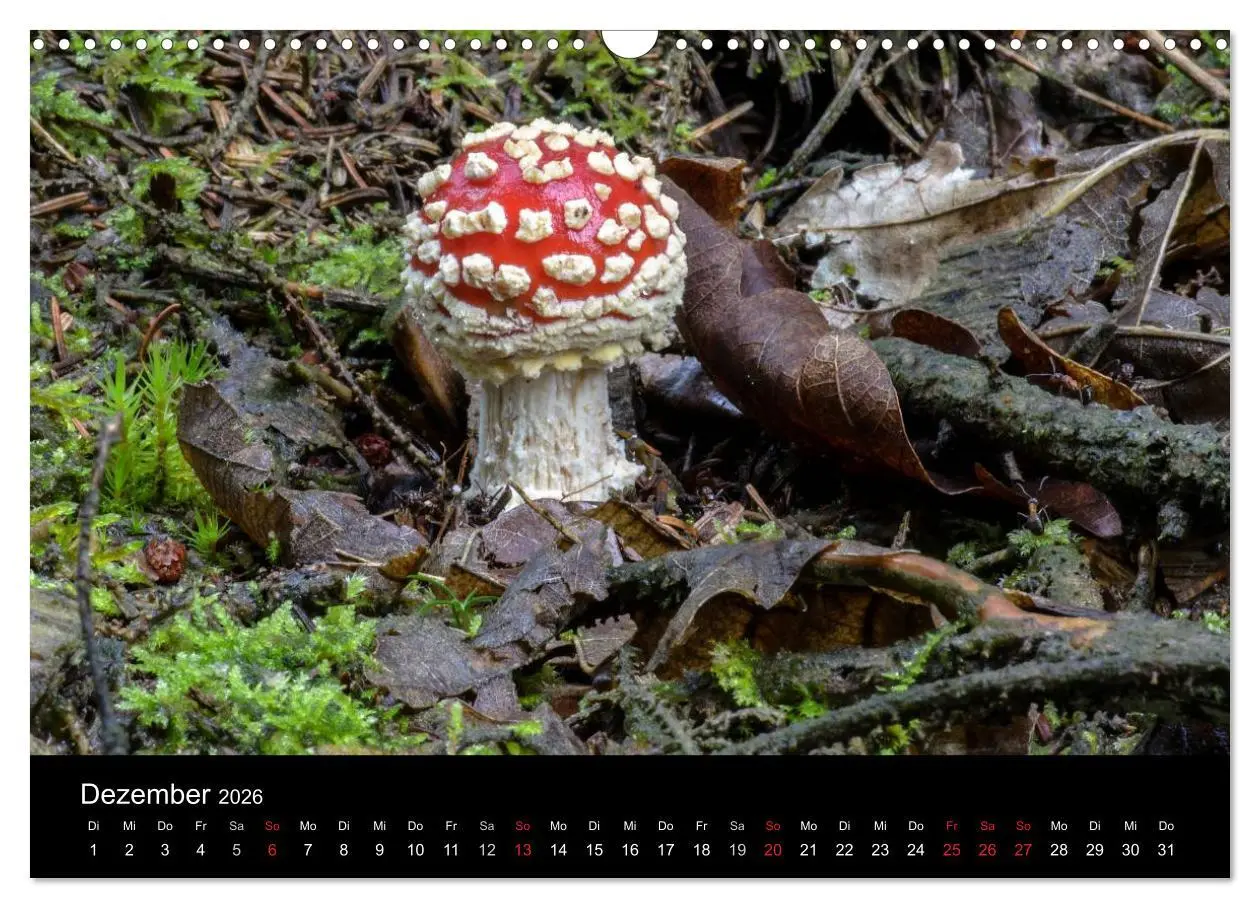 Bild: 9783516087949 | Pilze in Wald und Flur (Wandkalender 2026 DIN A3 quer), CALVENDO...