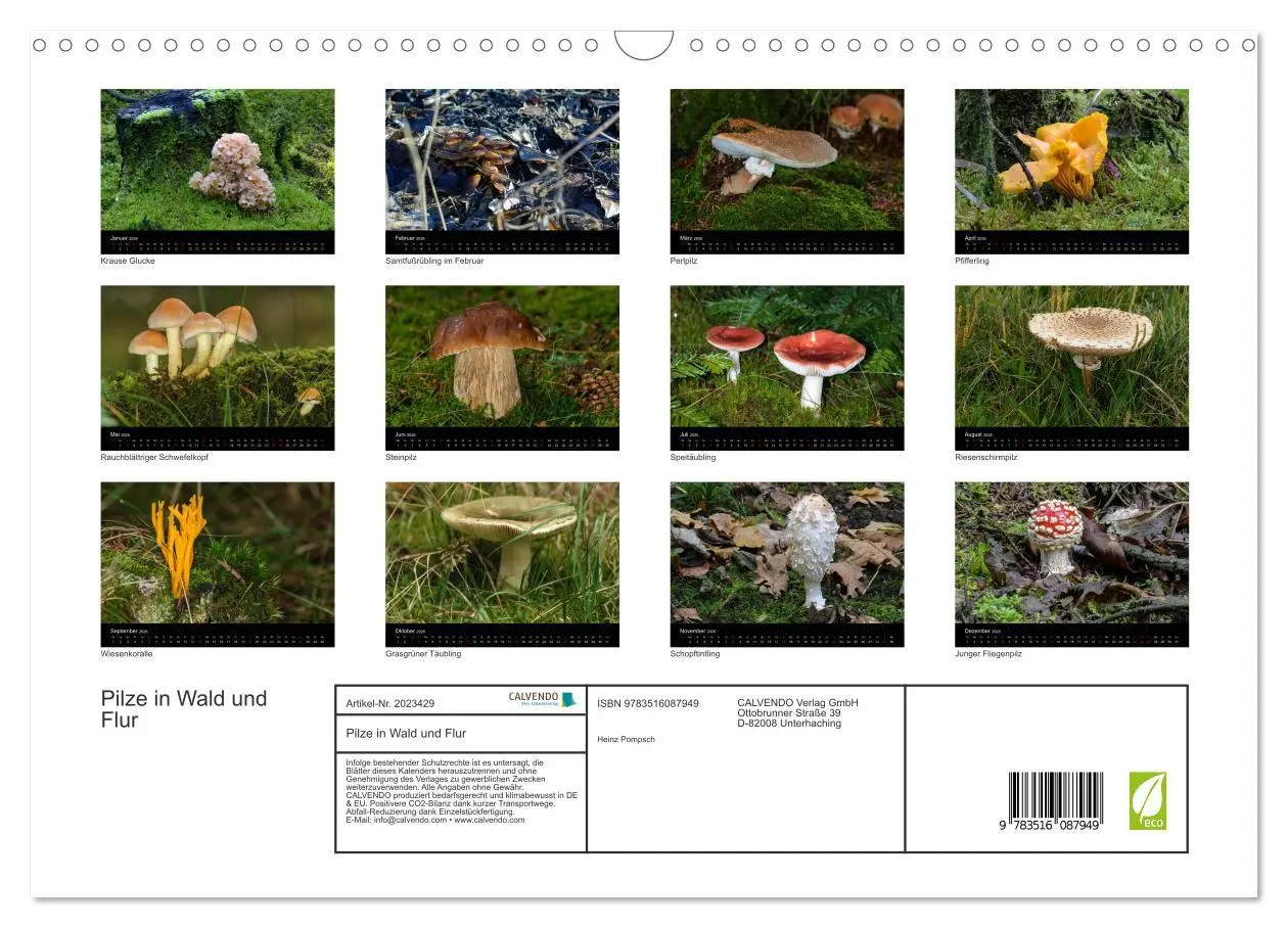 Bild: 9783516087949 | Pilze in Wald und Flur (Wandkalender 2026 DIN A3 quer), CALVENDO...