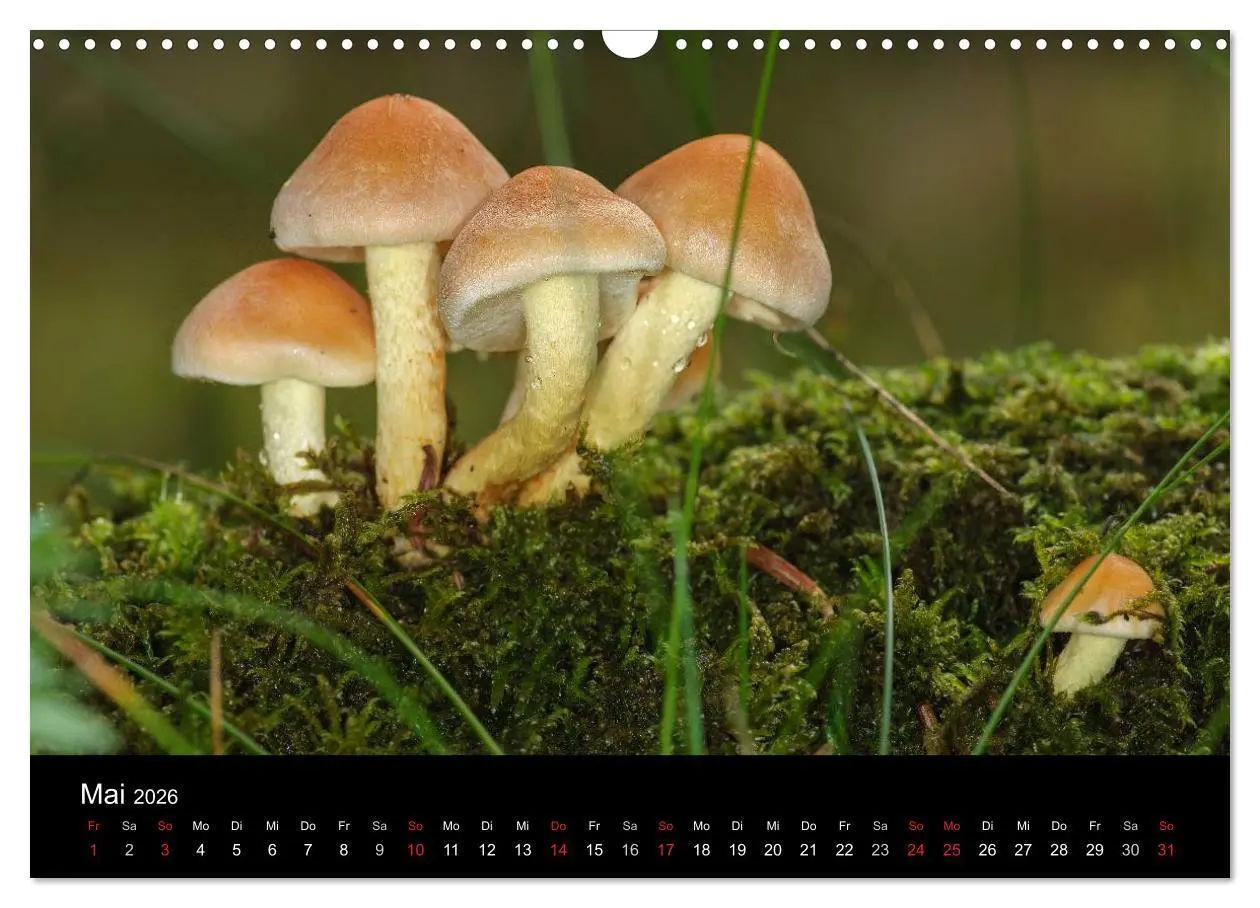 Bild: 9783516087949 | Pilze in Wald und Flur (Wandkalender 2026 DIN A3 quer), CALVENDO...