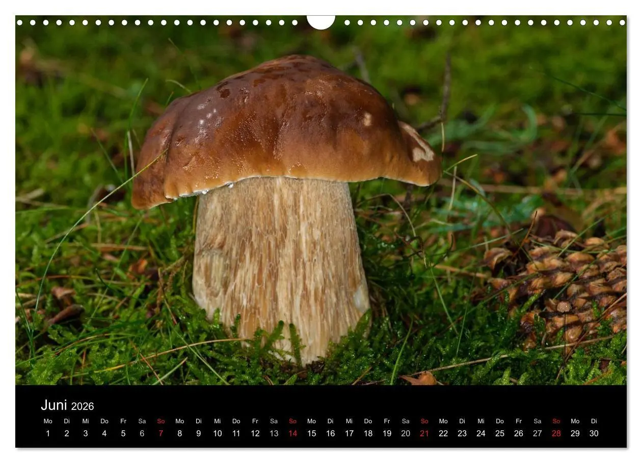 Bild: 9783516087949 | Pilze in Wald und Flur (Wandkalender 2026 DIN A3 quer), CALVENDO...