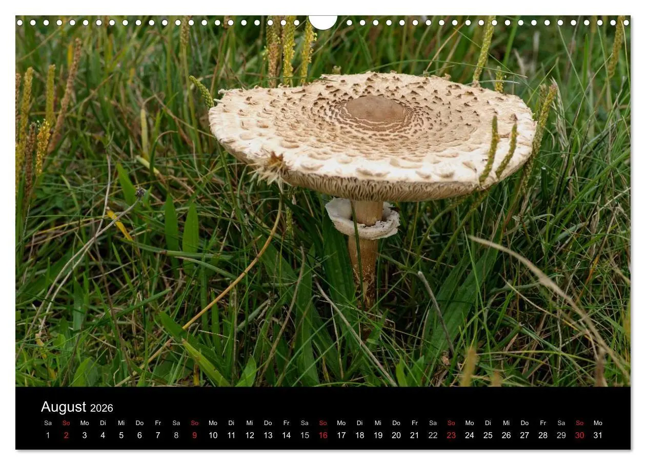 Bild: 9783516087949 | Pilze in Wald und Flur (Wandkalender 2026 DIN A3 quer), CALVENDO...