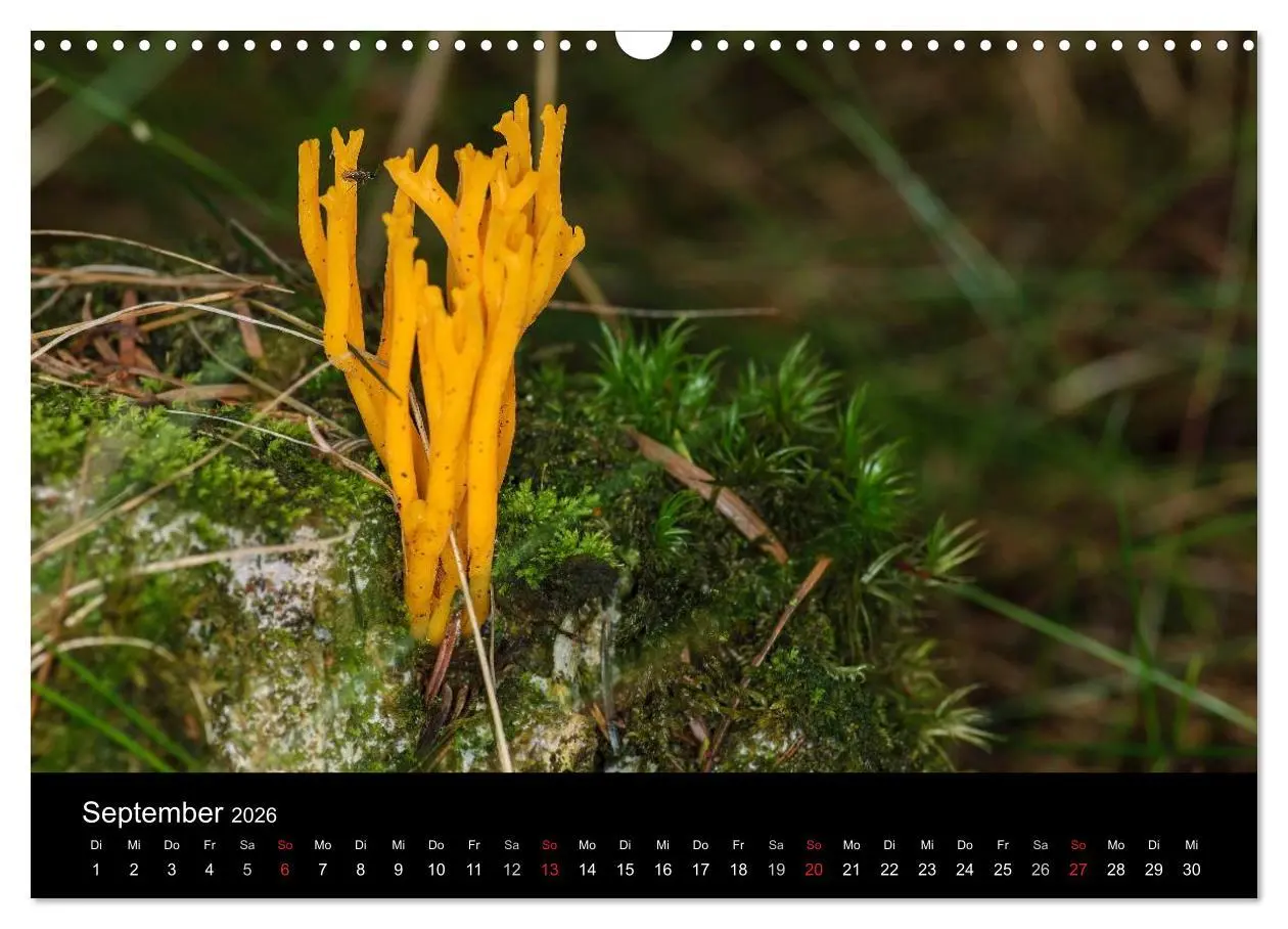 Bild: 9783516087949 | Pilze in Wald und Flur (Wandkalender 2026 DIN A3 quer), CALVENDO...
