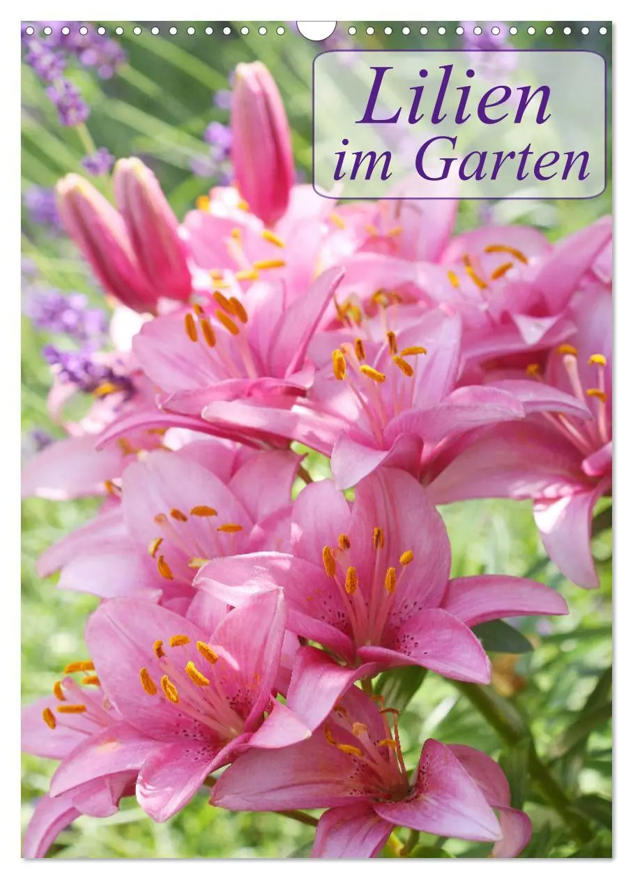 Cover: 9783516397949 | Lilien im Garten (Wandkalender 2026 DIN A3 hoch), CALVENDO...