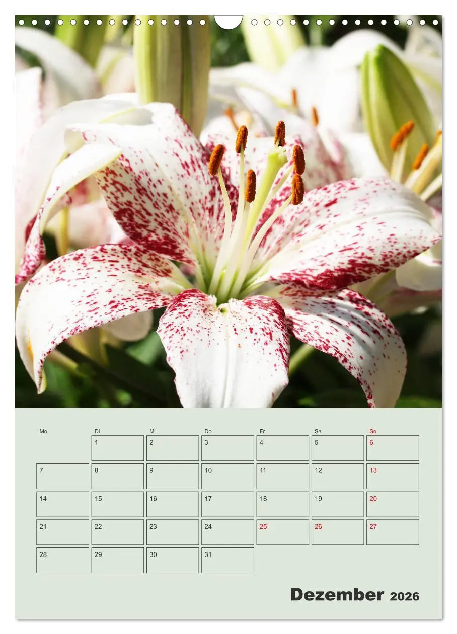 Bild: 9783516397949 | Lilien im Garten (Wandkalender 2026 DIN A3 hoch), CALVENDO...
