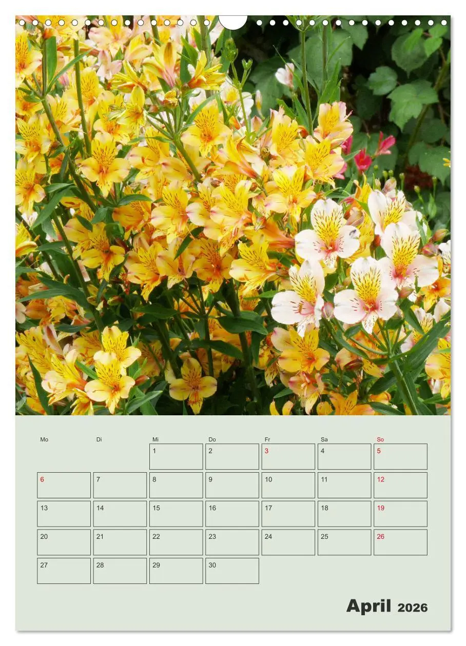 Bild: 9783516397949 | Lilien im Garten (Wandkalender 2026 DIN A3 hoch), CALVENDO...