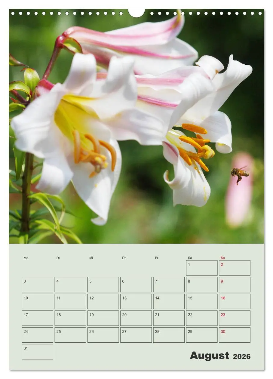 Bild: 9783516397949 | Lilien im Garten (Wandkalender 2026 DIN A3 hoch), CALVENDO...