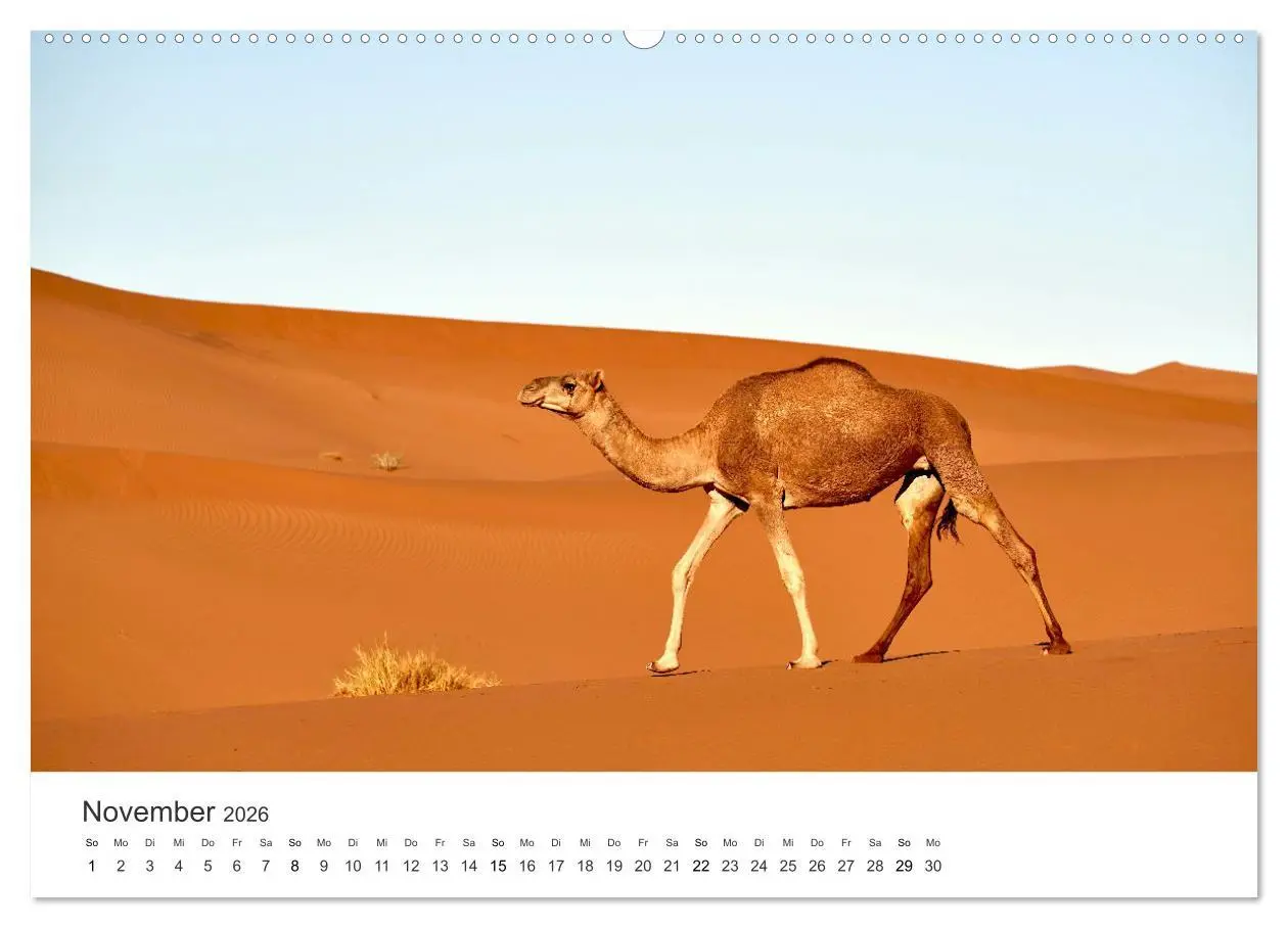 Bild: 9783457578049 | Kamele - die wahren Überlebenskünstler der Wüste. (Wandkalender...