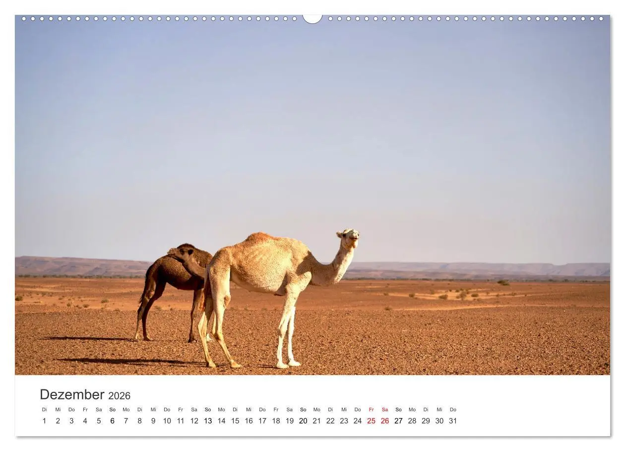 Bild: 9783457578049 | Kamele - die wahren Überlebenskünstler der Wüste. (Wandkalender...