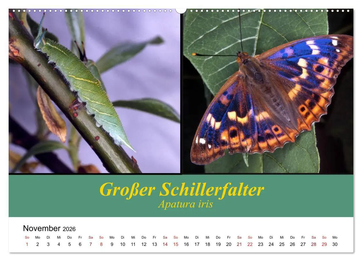 Bild: 9783457958049 | Zwei Leben, Raupe und Schmetterling (hochwertiger Premium...