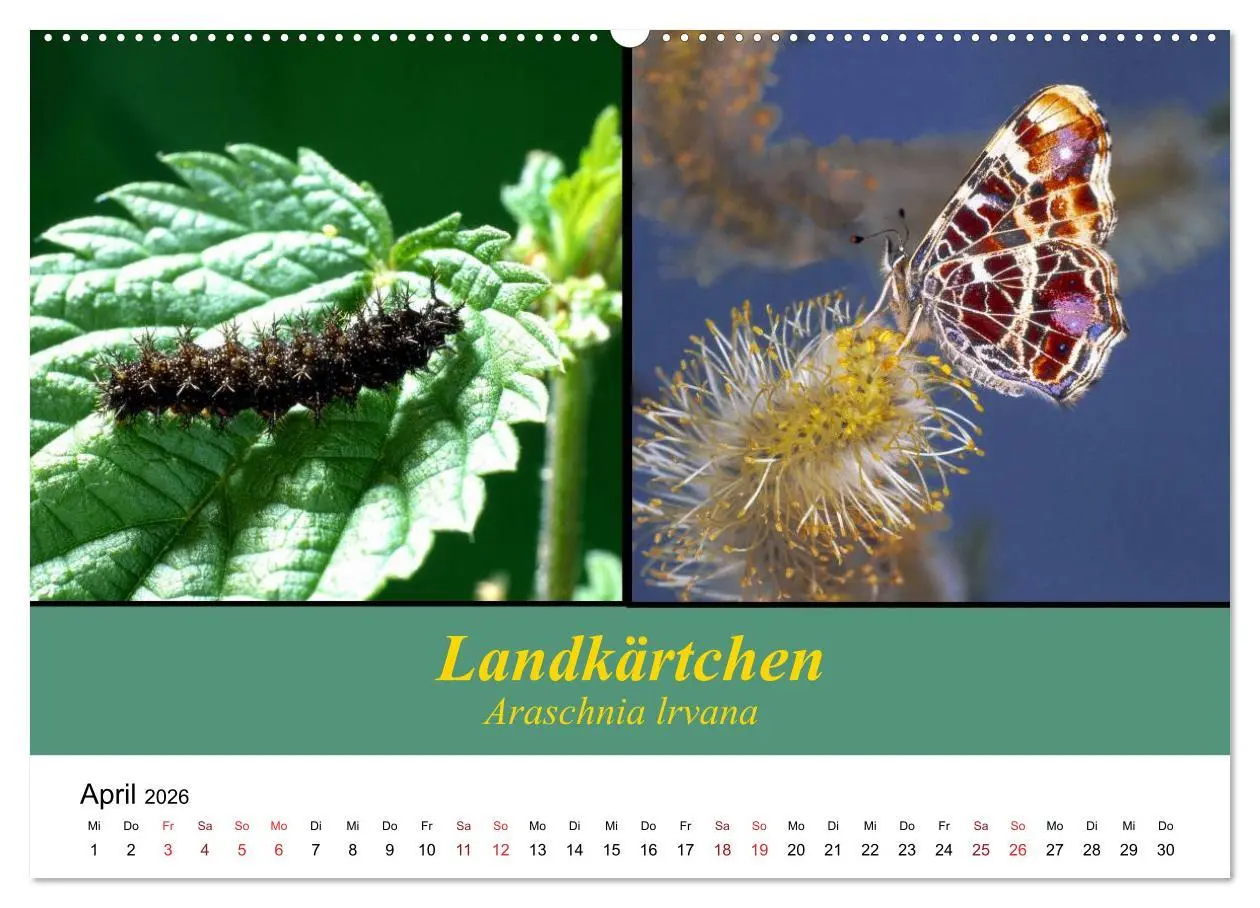 Bild: 9783457958049 | Zwei Leben, Raupe und Schmetterling (hochwertiger Premium...