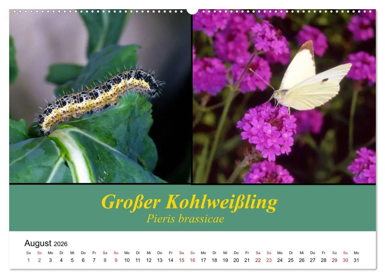 Bild: 9783457958049 | Zwei Leben, Raupe und Schmetterling (hochwertiger Premium...