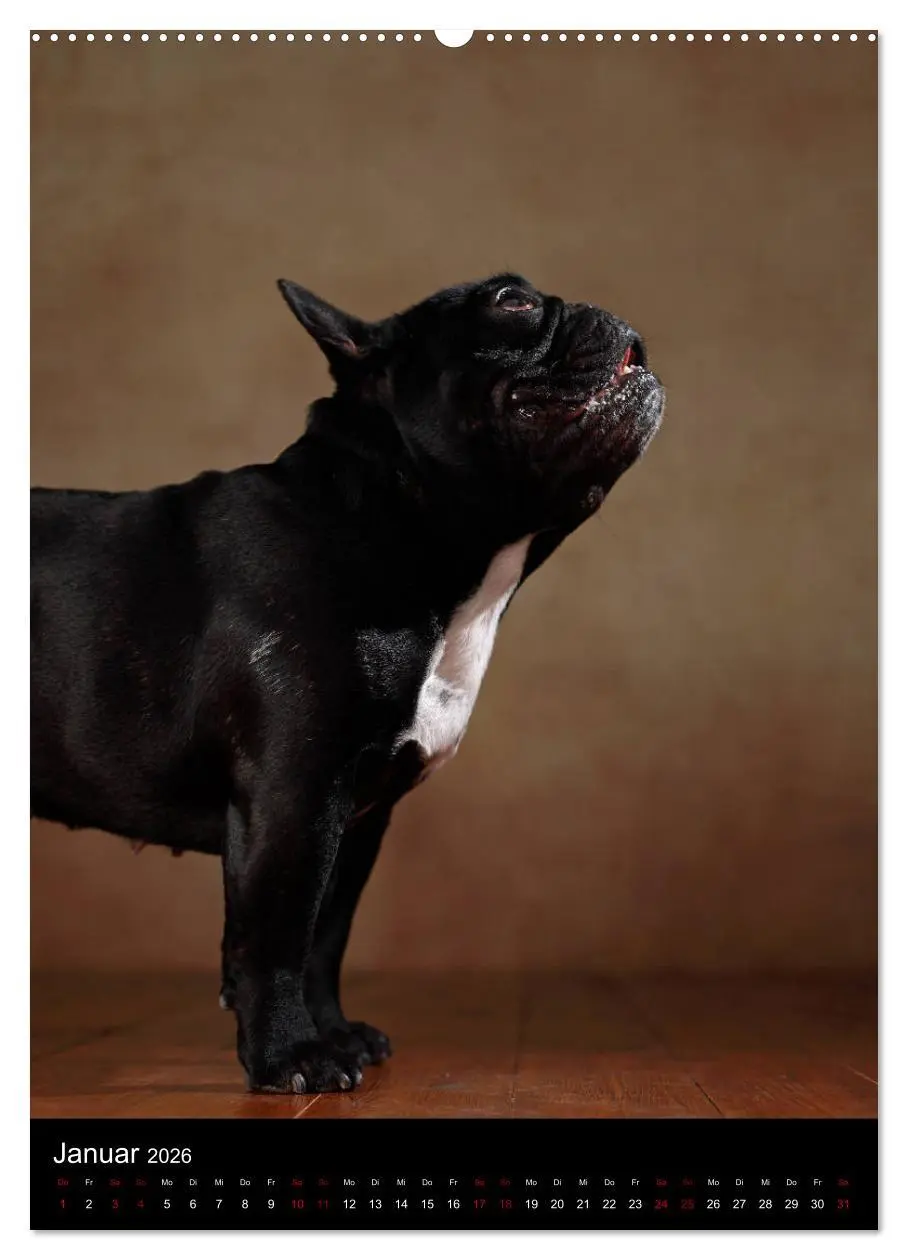 Bild: 9783516418149 | Bullys mit Charme - Französische Bulldoggen im Portrait...