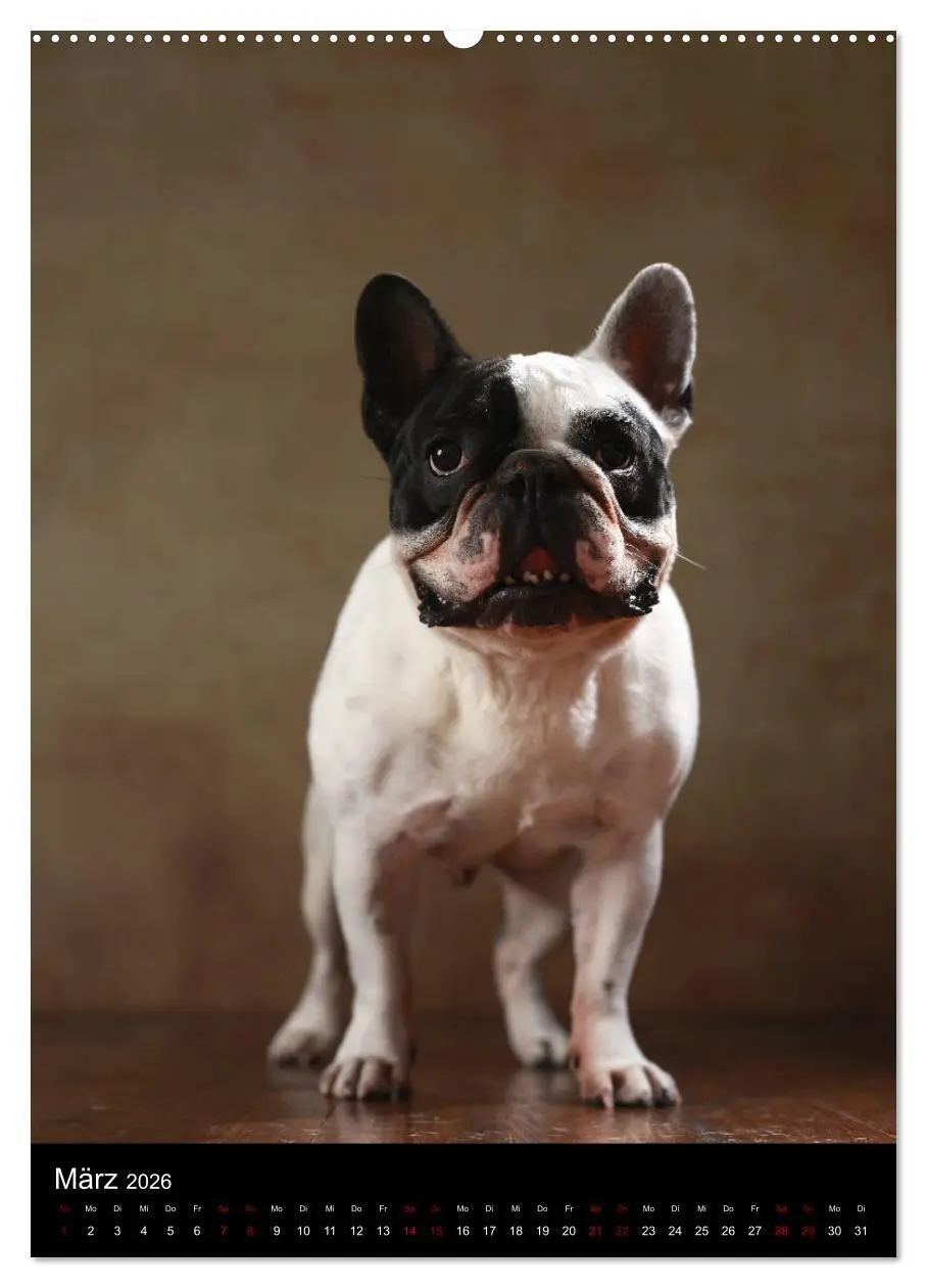 Bild: 9783516418149 | Bullys mit Charme - Französische Bulldoggen im Portrait...