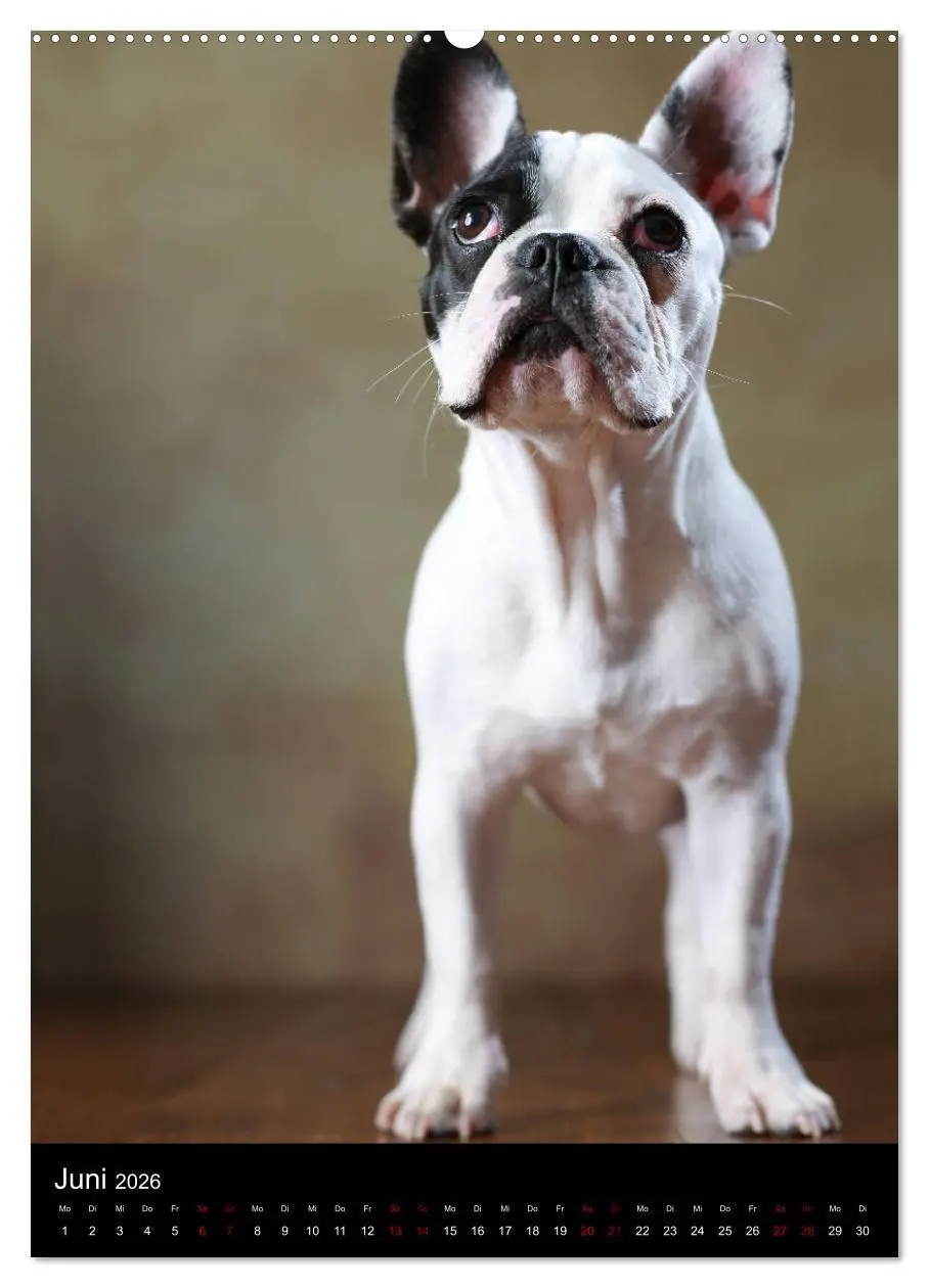 Bild: 9783516418149 | Bullys mit Charme - Französische Bulldoggen im Portrait...