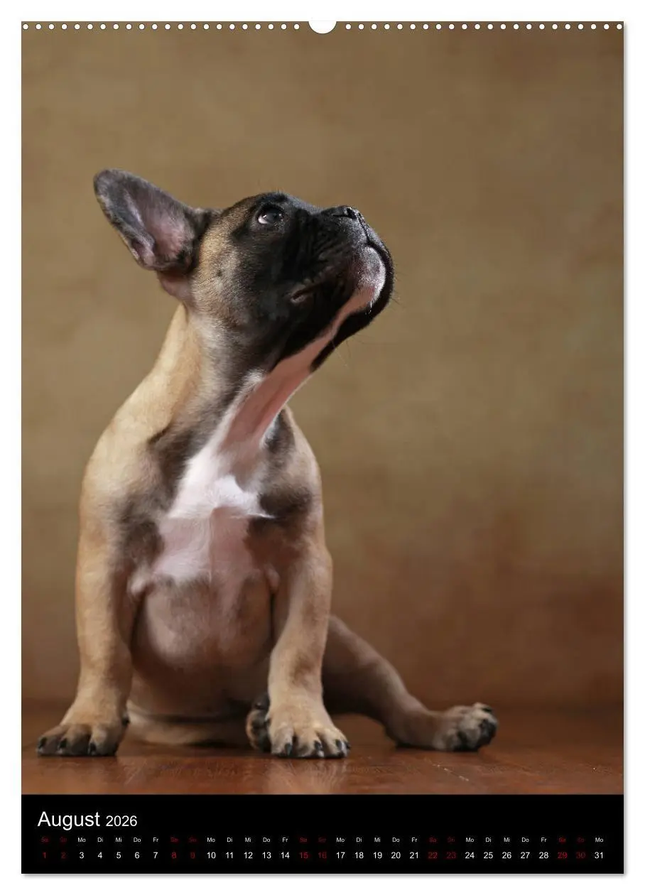 Bild: 9783516418149 | Bullys mit Charme - Französische Bulldoggen im Portrait...
