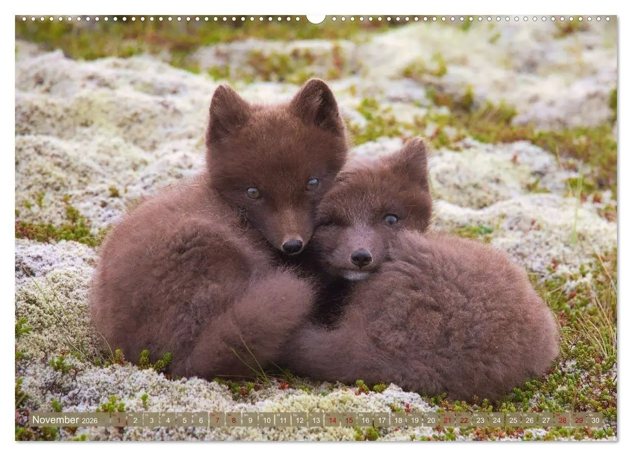 Bild: 9783516658149 | Polarfuchs-Welpen (Wandkalender 2026 DIN A2 quer), CALVENDO...