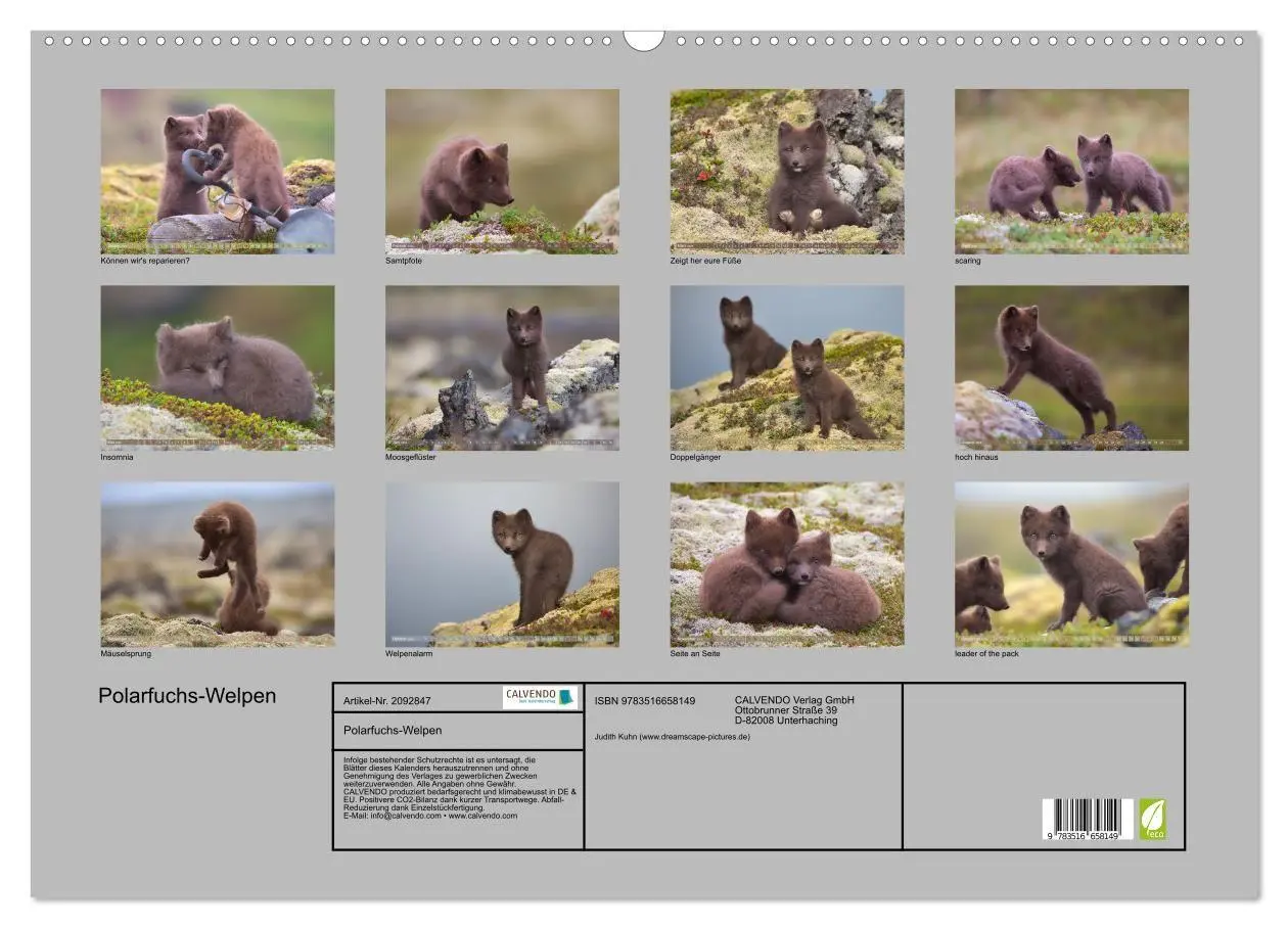 Bild: 9783516658149 | Polarfuchs-Welpen (Wandkalender 2026 DIN A2 quer), CALVENDO...