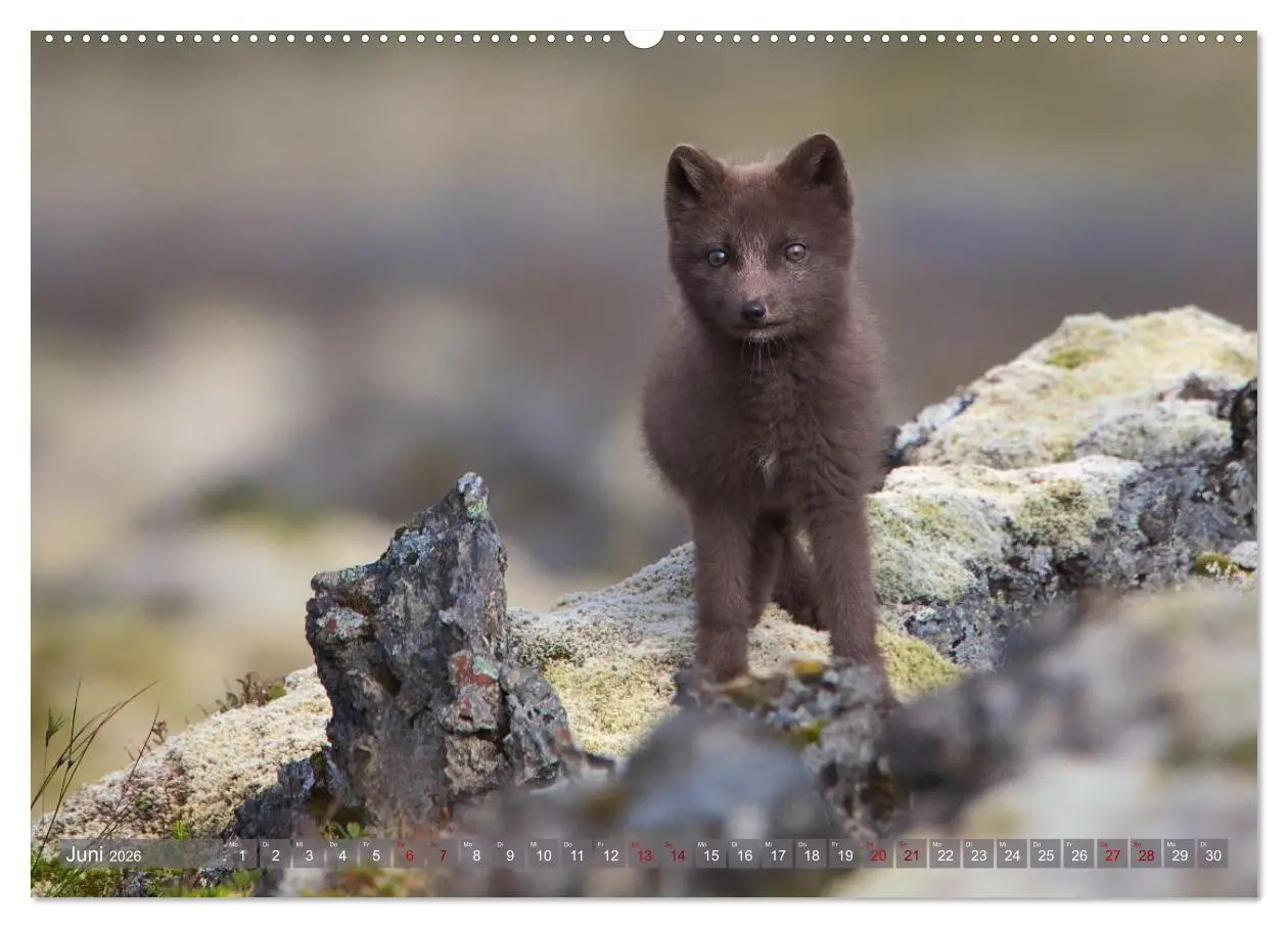 Bild: 9783516658149 | Polarfuchs-Welpen (Wandkalender 2026 DIN A2 quer), CALVENDO...