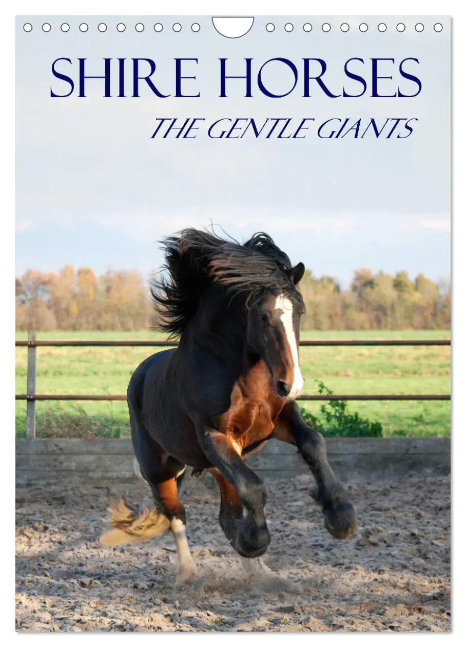 Cover: 9783516568349 | Shire Horses The Gentle Giants (Wall Calendar 2026 DIN A4...