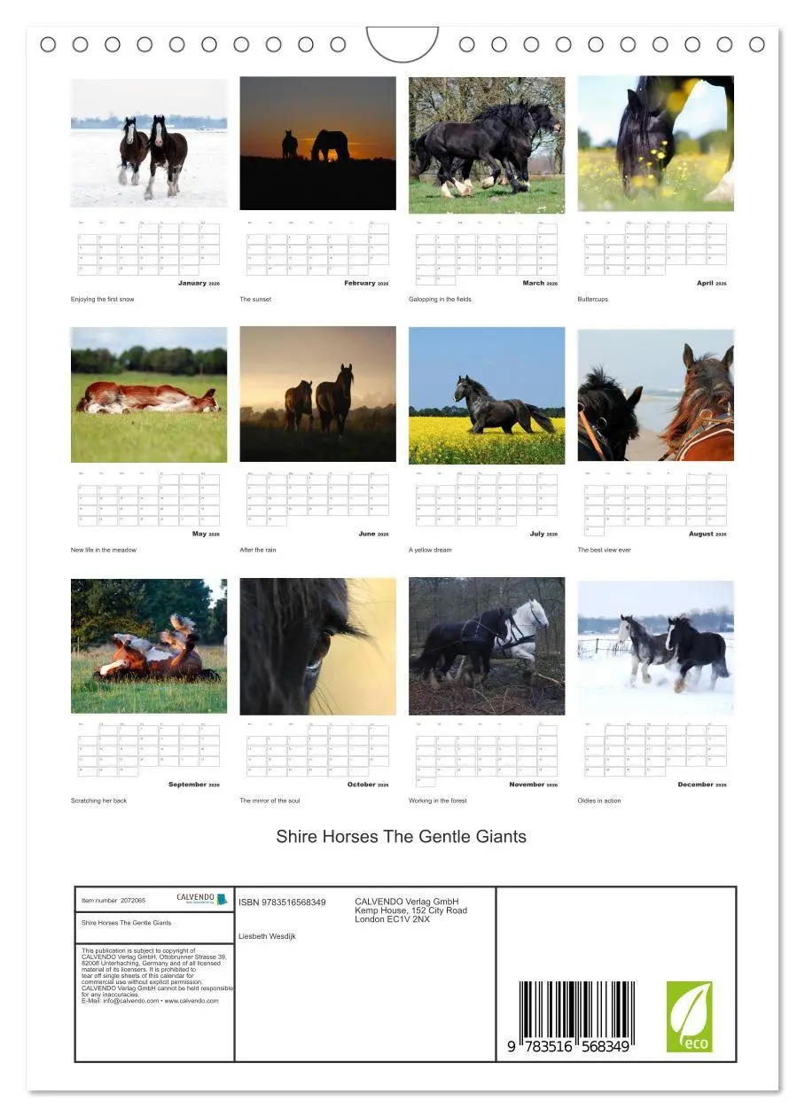 Bild: 9783516568349 | Shire Horses The Gentle Giants (Wall Calendar 2026 DIN A4...