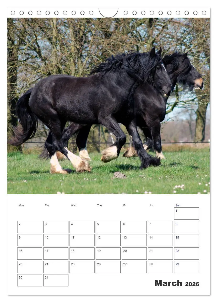 Bild: 9783516568349 | Shire Horses The Gentle Giants (Wall Calendar 2026 DIN A4...