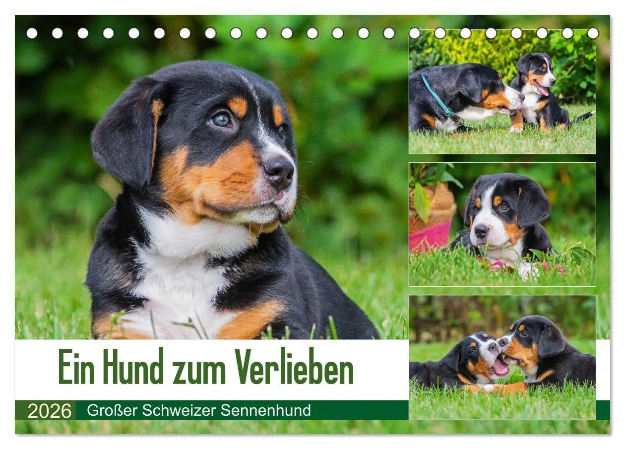 Cover: 9783457778449 | Ein Hund zum Verlieben - Großer Schweizer Sennenhund (Tischkalender...