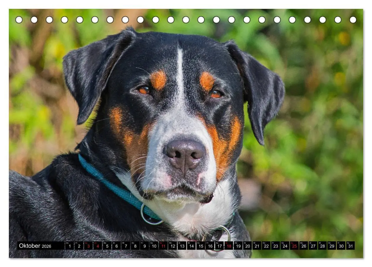 Bild: 9783457778449 | Ein Hund zum Verlieben - Großer Schweizer Sennenhund (Tischkalender...