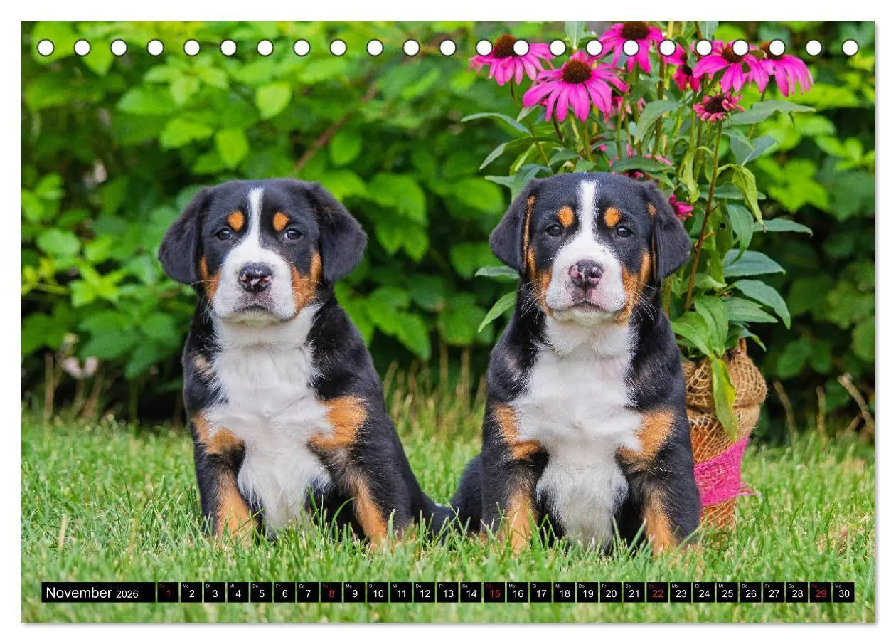 Bild: 9783457778449 | Ein Hund zum Verlieben - Großer Schweizer Sennenhund (Tischkalender...