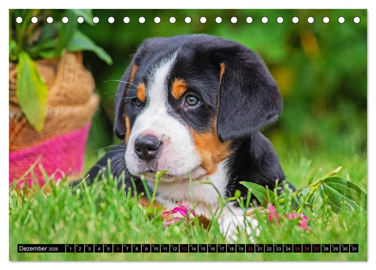 Bild: 9783457778449 | Ein Hund zum Verlieben - Großer Schweizer Sennenhund (Tischkalender...