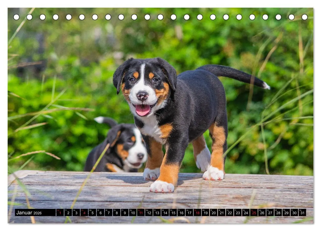 Bild: 9783457778449 | Ein Hund zum Verlieben - Großer Schweizer Sennenhund (Tischkalender...