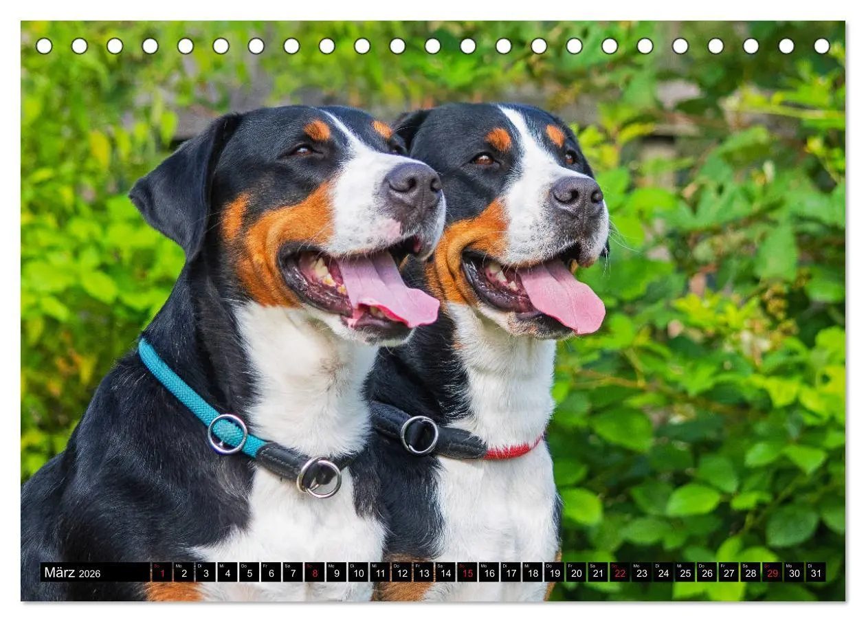 Bild: 9783457778449 | Ein Hund zum Verlieben - Großer Schweizer Sennenhund (Tischkalender...