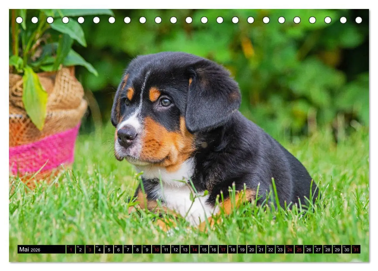 Bild: 9783457778449 | Ein Hund zum Verlieben - Großer Schweizer Sennenhund (Tischkalender...