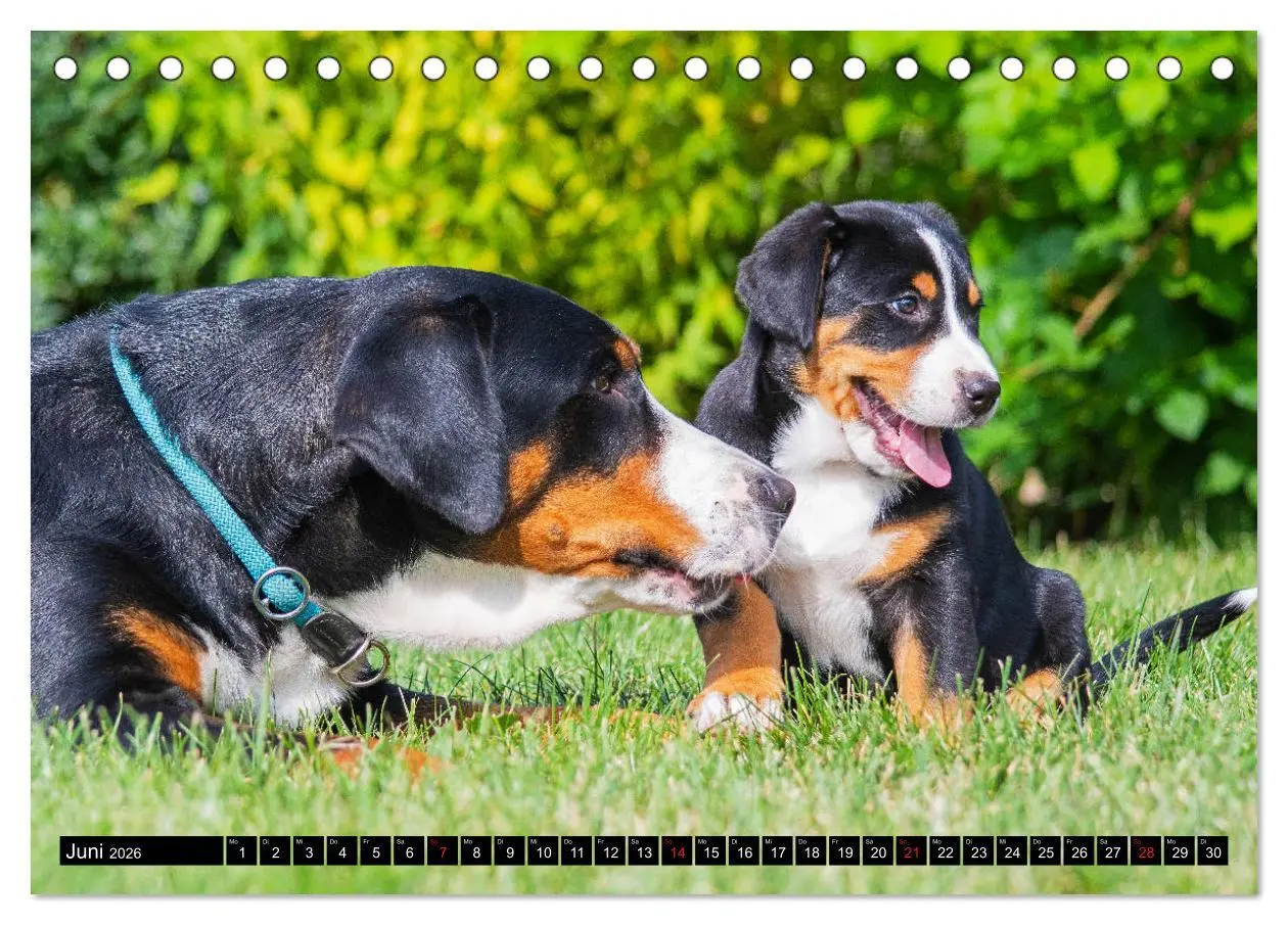Bild: 9783457778449 | Ein Hund zum Verlieben - Großer Schweizer Sennenhund (Tischkalender...