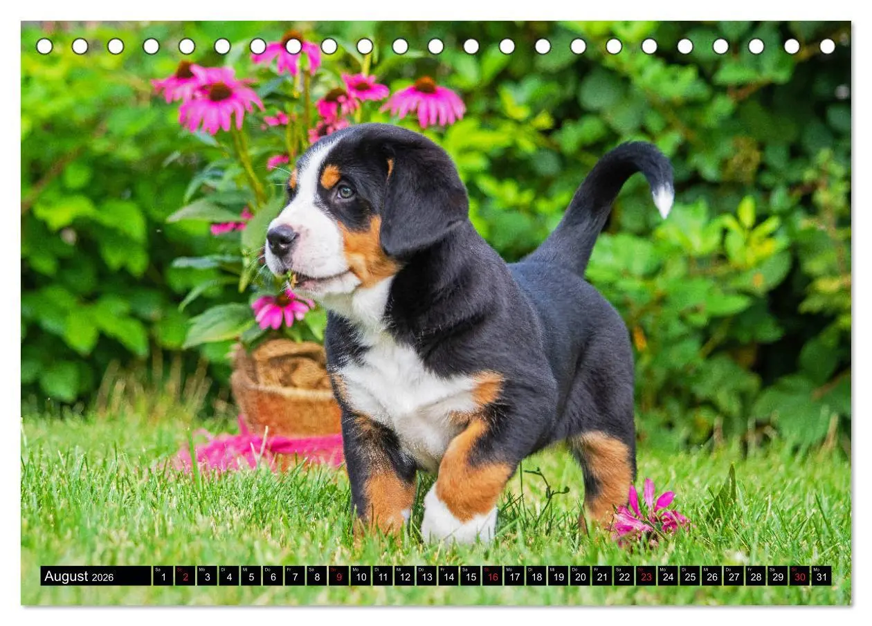 Bild: 9783457778449 | Ein Hund zum Verlieben - Großer Schweizer Sennenhund (Tischkalender...