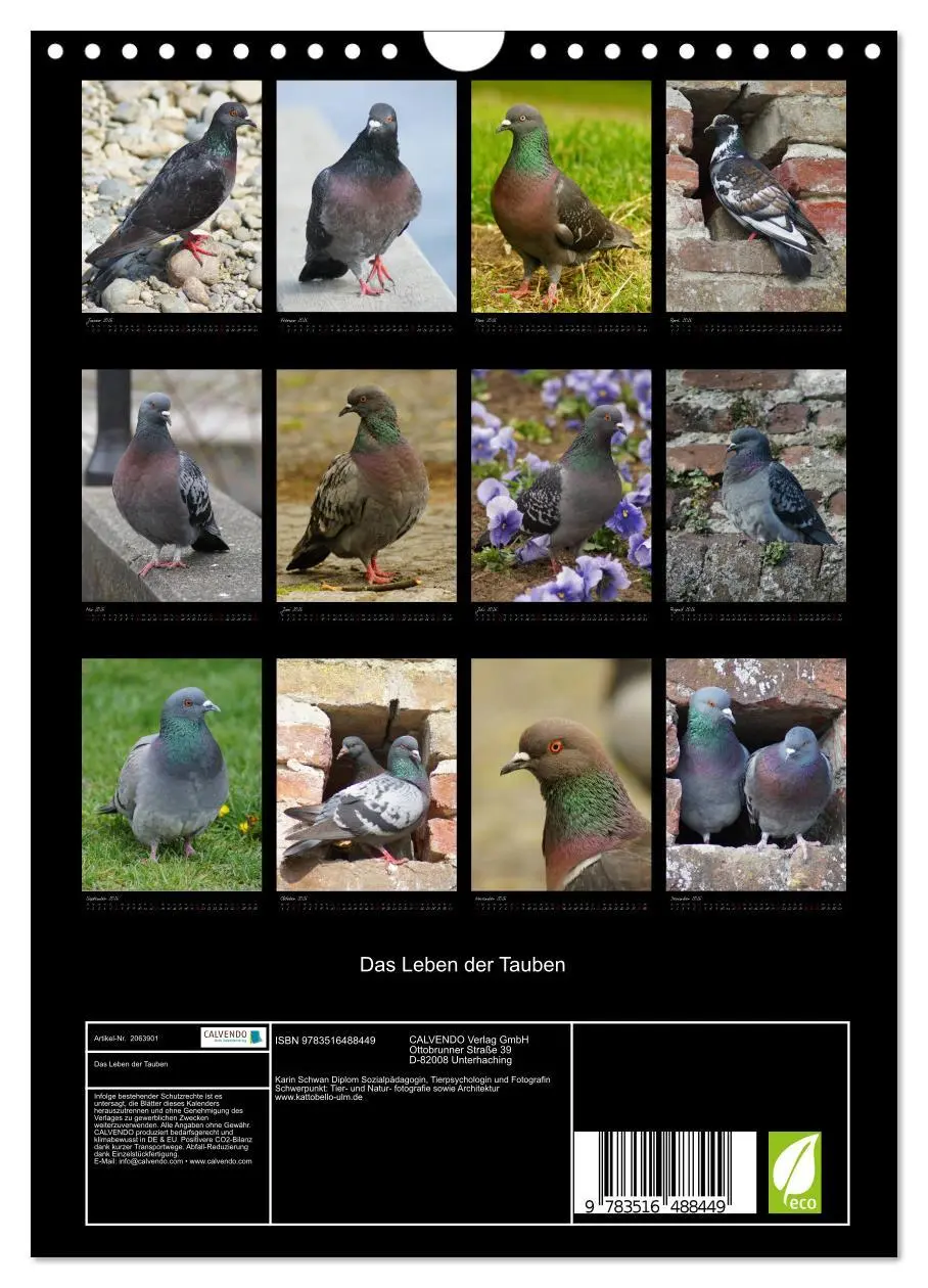 Bild: 9783516488449 | Das Leben der Tauben (Wandkalender 2026 DIN A4 hoch), CALVENDO...