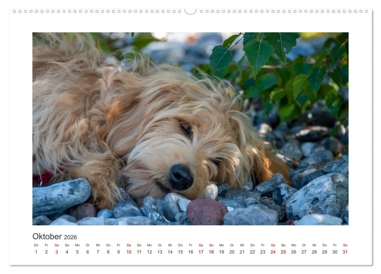 Bild: 9783457458549 | Mini Goldendoodle - Glück ist ein Hund (hochwertiger Premium...
