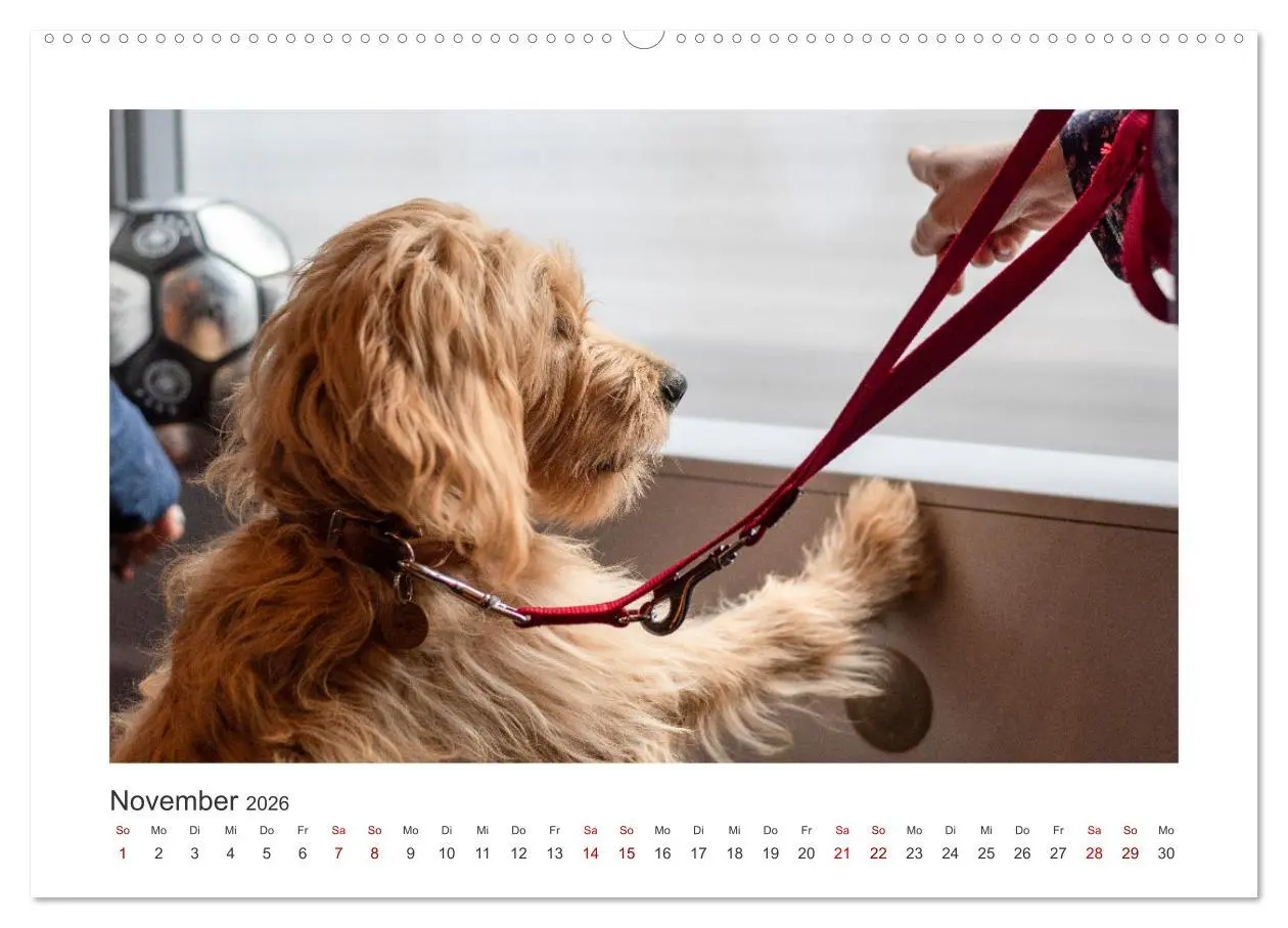 Bild: 9783457458549 | Mini Goldendoodle - Glück ist ein Hund (hochwertiger Premium...